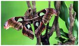 Attacus Atlas Moth by Lisa Rendall Commended Section B