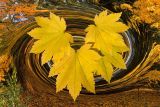 Autumn leaves: Val Brierley