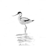 Avocet at Brownsea Island by Jenny Warr Highly Commended Section B