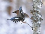 Ballet Dancing Jay by Bob Davies