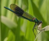 Banded Demoiselle with Prey by Malcolm Kitto