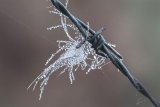 Barbed Susan Buckland