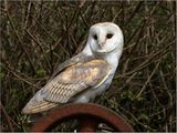 Barn Owl by Phil Whiffing Highly Commended Section B