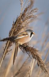 Bearded Reedling on Seedgrasses by Frank Schweitzer