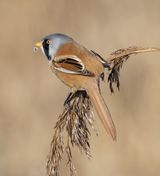 Bearded Tit Male by Susan Buckland Highly Commended Section A