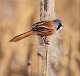 Bearded tit at Radipole (2) by Jenny Warr Second Section B