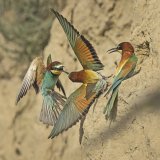 Bee-eater Territory Dispute by Susan Buckland