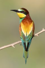 Bee-eater by Susan Buckland
