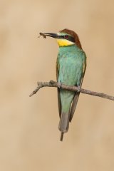 Bee-eater with Bee by Susan Buckland - HC Section A