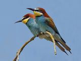 Bee Eater (Merops apiaster) by Iain Cameron