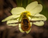 Bee Fly probing Primrose by Jeremy Lee-Potter