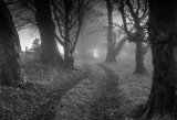 Beech Trees November Dawn by Paul Wiley