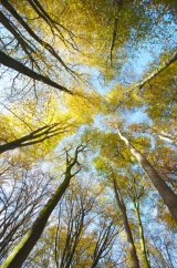Beeches and Sky by Jeremy Lee-Potter