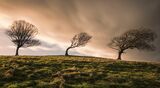 Bent by the Wind by Rob Bridge