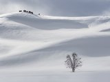 Bison on the Ridge by Jane Lee