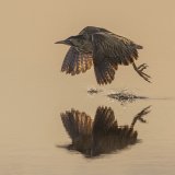 Bittern at Sunrise by Tim Downton