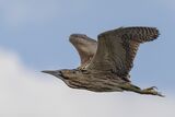 Bittern in Flight by Susan Buckland Commended