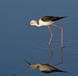 Black-winged stilt by Mary Cantrille Highly Commended Section A