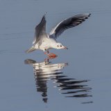 Black Headed Gull Landing by Martin Davenport