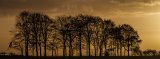 Black Trees by Paul Clarke