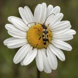 Black and Yellow Longhorn Beetle by Tim Downton Commended Section A