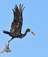 Black stork by Mary Cantrille