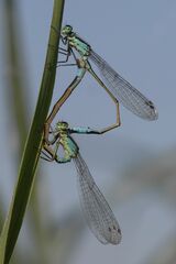 Blue-tailed Damselfies by Susan Buckland Third Section A