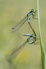 Blue-tailed Damselflies mating by Tim Downton Highly Commended Advanced Section