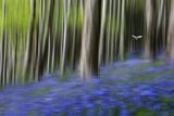 Blue Glade by Helen Lord B 1st