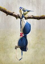 Blue Tit with Nesting Material by Jane Lee Highly Commended Advanced Section