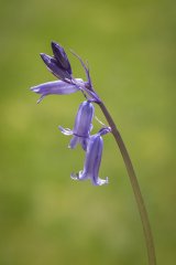 Bluebell by Jeremy Lee-Potter