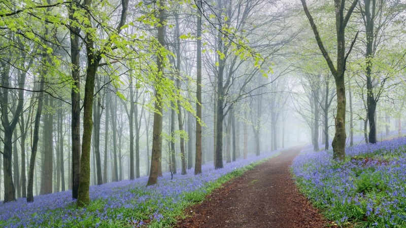 Bluebell Way by Tony Gill