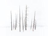 Bobby Socks Trees by Stephen Lee