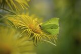 Brimstone Butterfly on Inula hookeri by Garry Prescott Highly Commended Advanced Section
