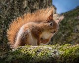 Brownsea Squirrel by Jeremy Lee-Potter