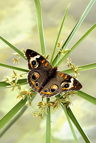 Buckeye Pansy by David Cantrille