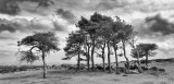 Buckland Grove by Jane Lee