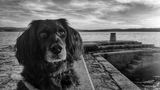 Buddy at Selce by Steve Broadhurst