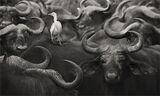 Buffalo encounter by Lisa Bukalders Highly Commended Section A