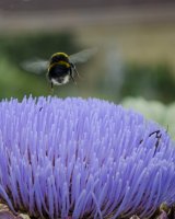 Busy Bee by Chris Parvin