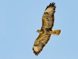 Buzzard by Ivor Toms