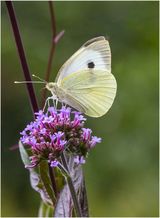 Cabbage white by Sid Jones