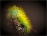 Caterpillar ( Pale Tussock moth ) by Lisa Rendall Highly Commended Section B