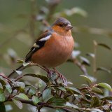 Chaffinch by Jeremy Lee-Potter