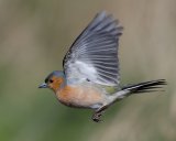 Chaffinch in Flight by Tim Downton