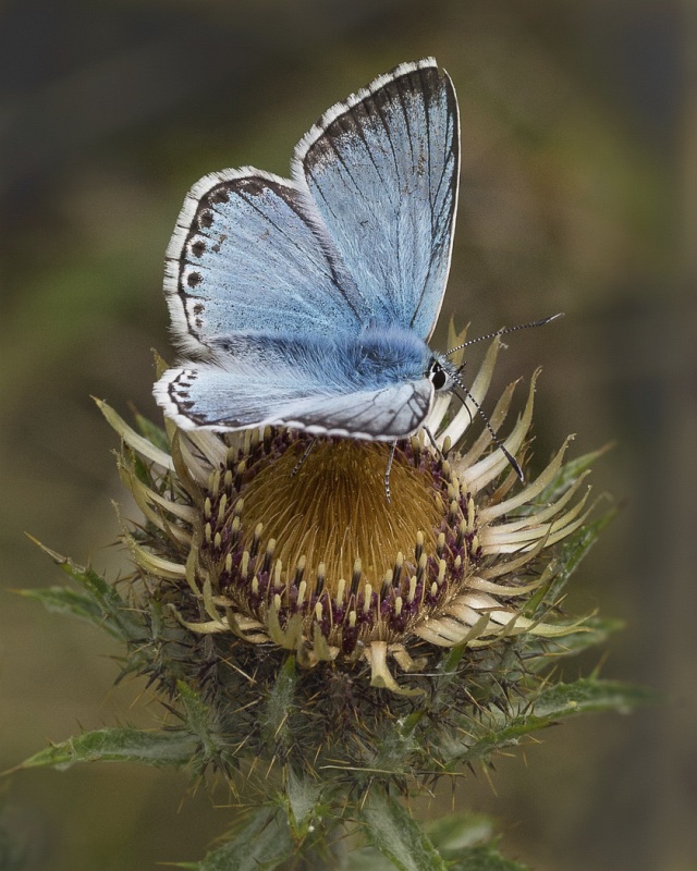 Chalkhill Blue on Thistle by Jeremy Lee-Potter