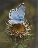 Chalkhill Blue on Thistle by Jeremy Lee-Potter