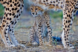 Cheetah Club with Mother by David Cantrille