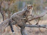 Cheetah Cub on Branch by Mary Cantrille