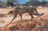 Cheetah by Janine Scola Highly Commended Section B